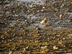 Charadrius modestus