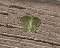 Chloropteryx nordicaria