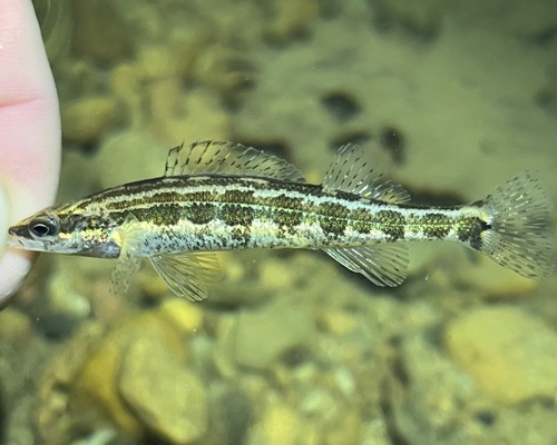Frecklebelly darter (Percina stictogaster) — Percidae