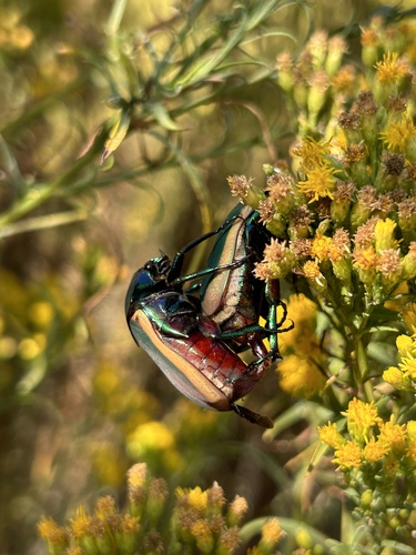 iNaturalist observation photo of Figeater Beetle