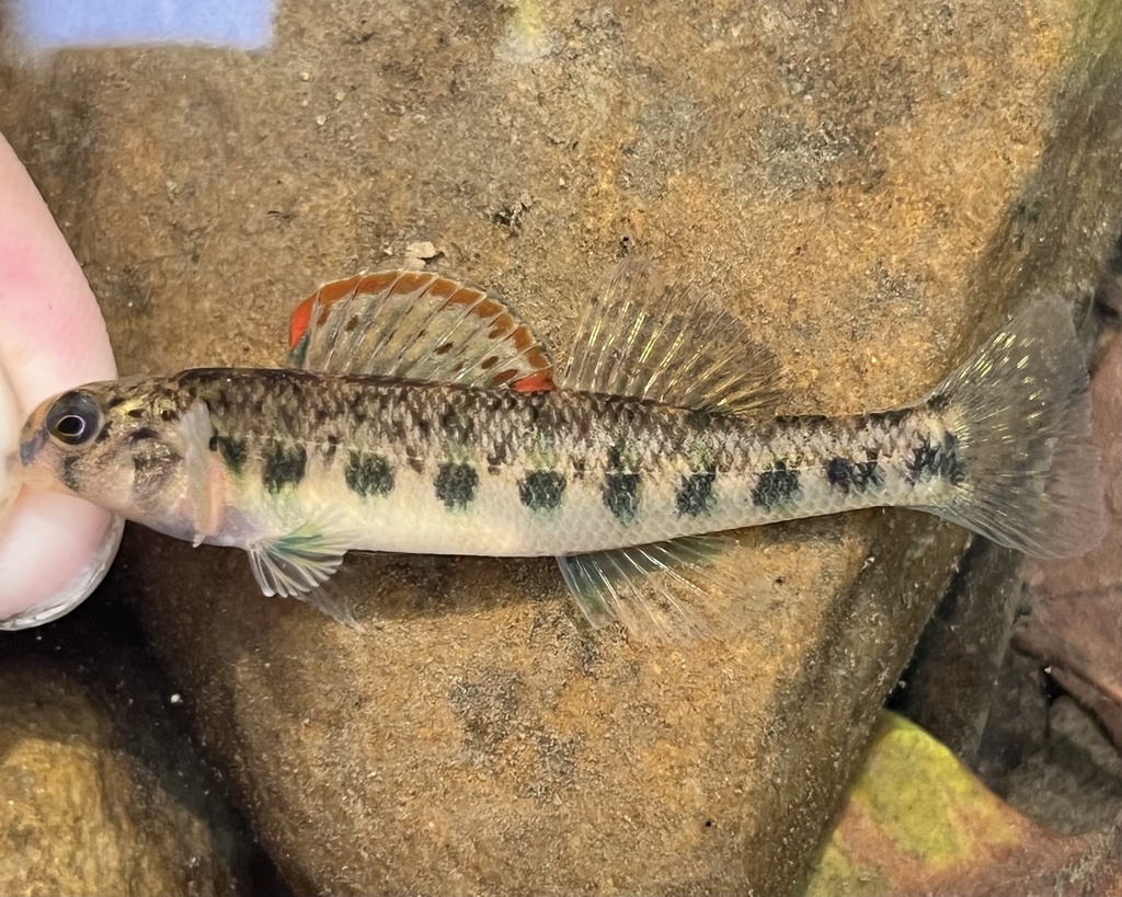 Emerald darter (Etheostoma baileyi) — Percidae