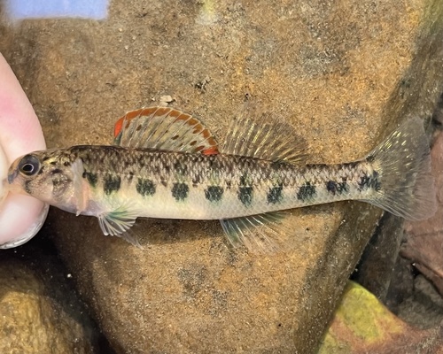 Emerald darter (Etheostoma baileyi) — Percidae