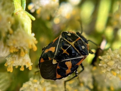 iNaturalist observation photo of Harlequin Bug