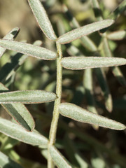 Astragalus arizonicus