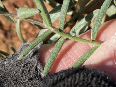 Astragalus arizonicus