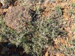 Astragalus arizonicus