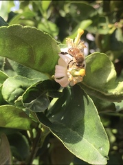 Apis mellifera
