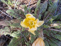 Oenothera primiveris primiveris