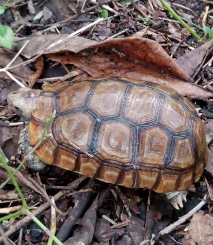 Western hinge-back tortoise from Gashaka, Taraba, Nigeria on October 3 ...