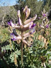 Astragalus tephrodes