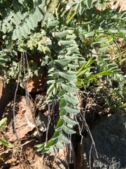 Astragalus tephrodes