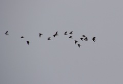 Haematopus leucopodus