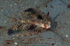 Dactyloptena orientalis