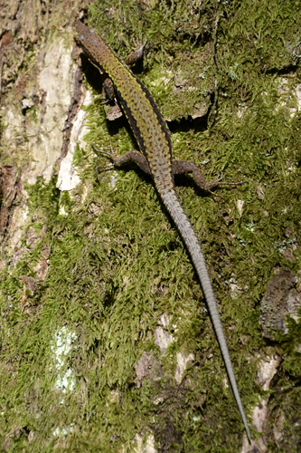 Brauner's Rock Lizard, Хостинский р-н Сочи, Краснодарский край, Россия, photo 10 of 10
