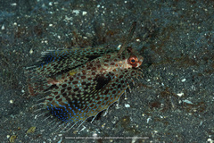 Dactyloptena orientalis