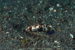 Dactyloptena orientalis