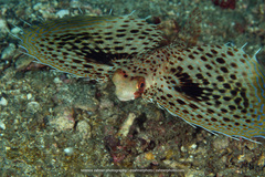 Dactyloptena orientalis