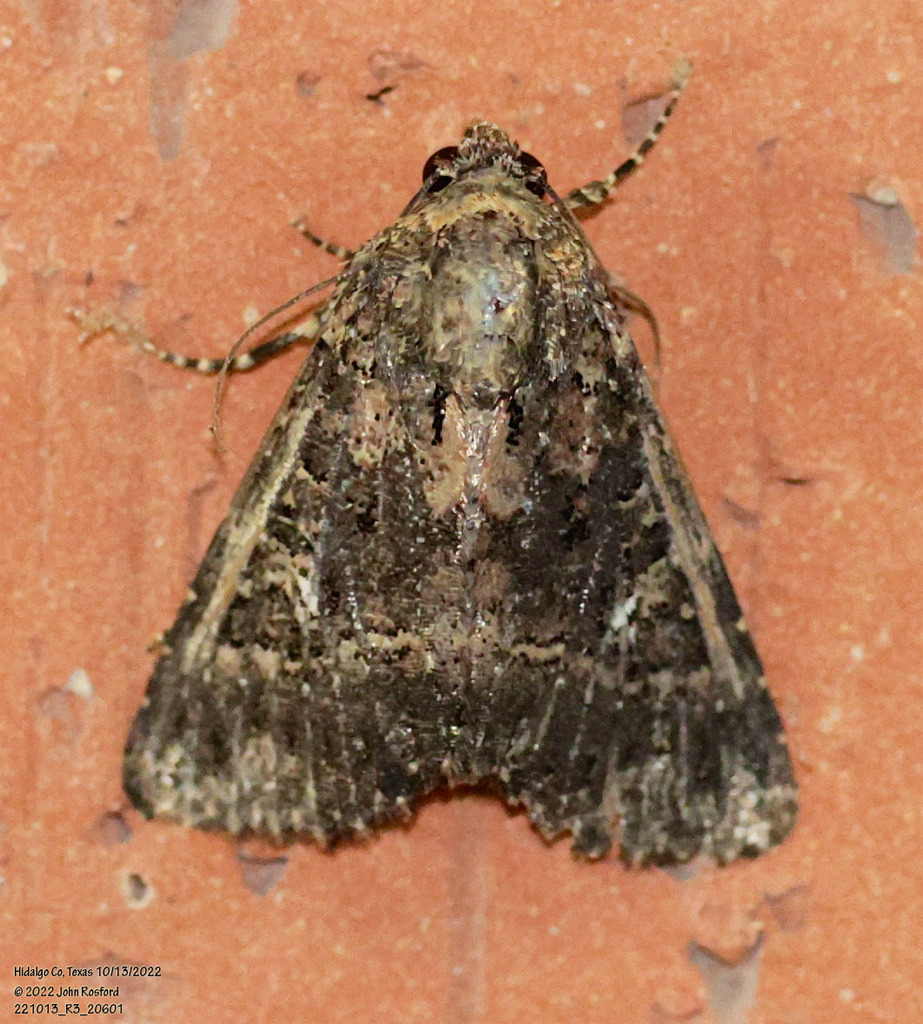 Condica albigera