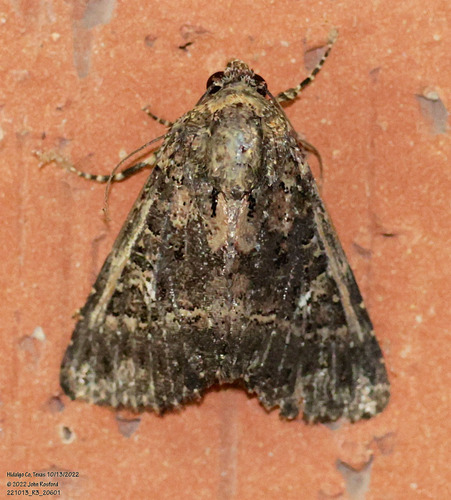Condica albigera