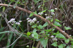 Mikania scandens image
