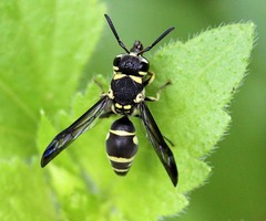 Antepipona