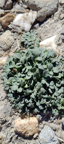 Image of Bellium bellidioides by no rights reserved