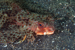 Dactyloptena orientalis