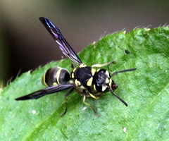 Antepipona