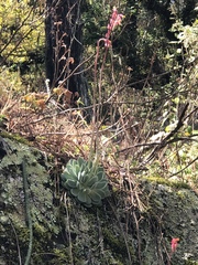 Echeveria simulans