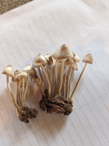 Mycena inclinata