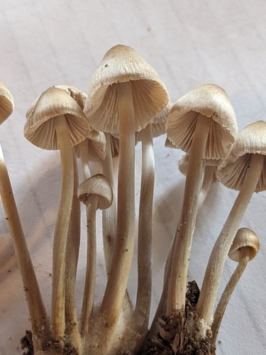 Mycena inclinata (Photo 2 of 5)