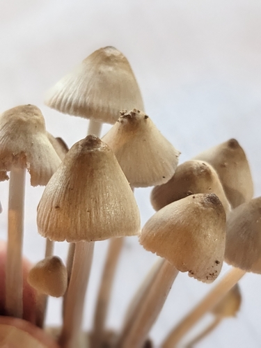Mycena inclinata (Photo 3 of 5)