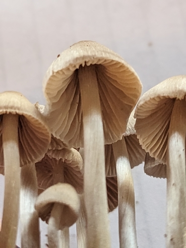 Mycena inclinata (Photo 4 of 5)