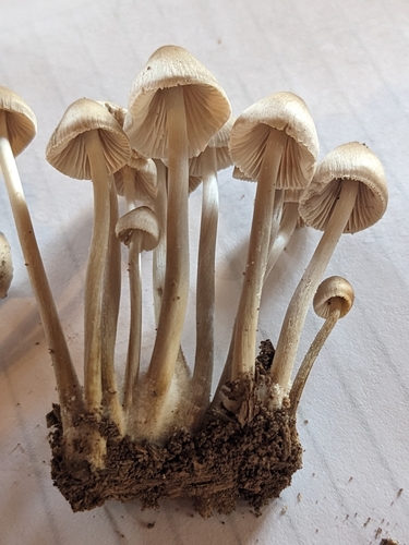 Mycena inclinata (Photo 5 of 5)