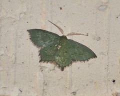Chloropteryx nordicaria