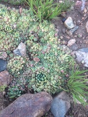 Orostachys