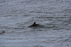 Sagmatias australis