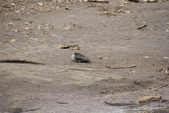 Speculanas specularis