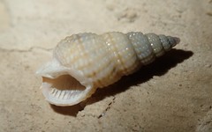Nassarius mendicus