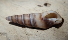 Ophiodermella inermis