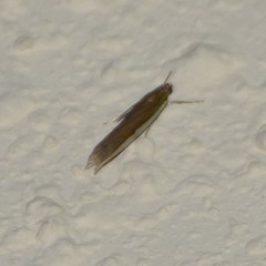 Crambus quinquareatus