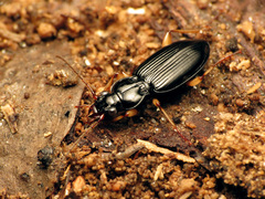 Patrobus longicornis