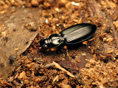 Patrobus longicornis