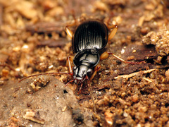 Patrobus longicornis