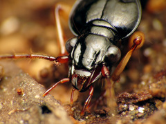 Patrobus longicornis