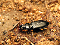 Patrobus longicornis