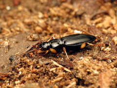 Patrobus longicornis