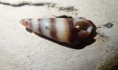 Ophiodermella inermis