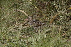 Gallinago magellanica