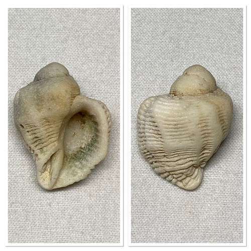 Coralliophila galea observed 2022-07-20